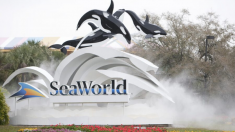 SeaWorld pone al 90% de sus empleados bajo licencia no remunerada