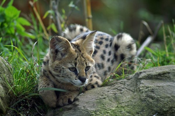 gato-serval