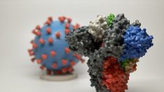 NIH distingue al virus del PCCh de otros coronavirus: la clave para prevenir futuros brotes