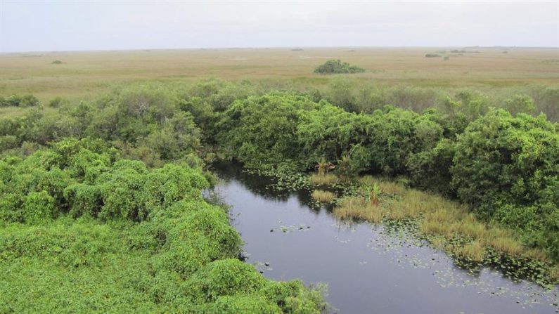 Imagen del Parque Nacional de los Everglades. EFE/Caty Arévalo/Archivo
