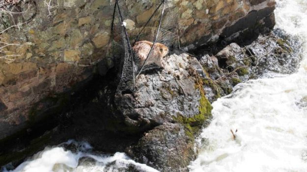 Castor atrapado durante días en la orilla de un río furioso es salvado por un equipo de rescate animal