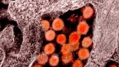Detectan variante nigeriana del virus del PCCh en la provincia de Guangdong, al sur de China