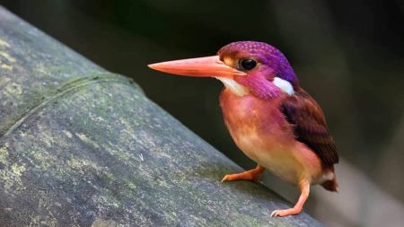 Un martín pescador enano de color magenta es fotografiado tras 130 años de intentos en Filipinas