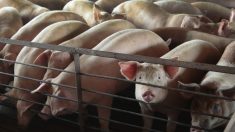 Una de las plantas de procesamiento de carne de cerdo más grandes de EE.UU. cerrará indefinidamente
