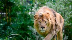 4 tigres y 3 leones más dan positivo en pruebas del virus del PCCh en zoológico de Bronx NY