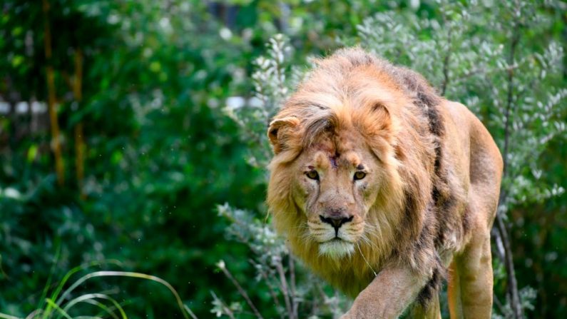 Una foto de un león tomada el 15 de agosto de 2019  en su recinto en el zoológico de Colonia, Alemania occidental. (INA FASSBENDER/AFP a través de Getty Images)