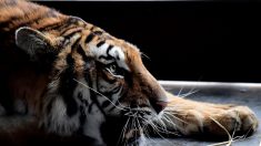 COVID-19 se extiende en Zoo del Bronx y ya hay 5 tigres y 3 leones afectados