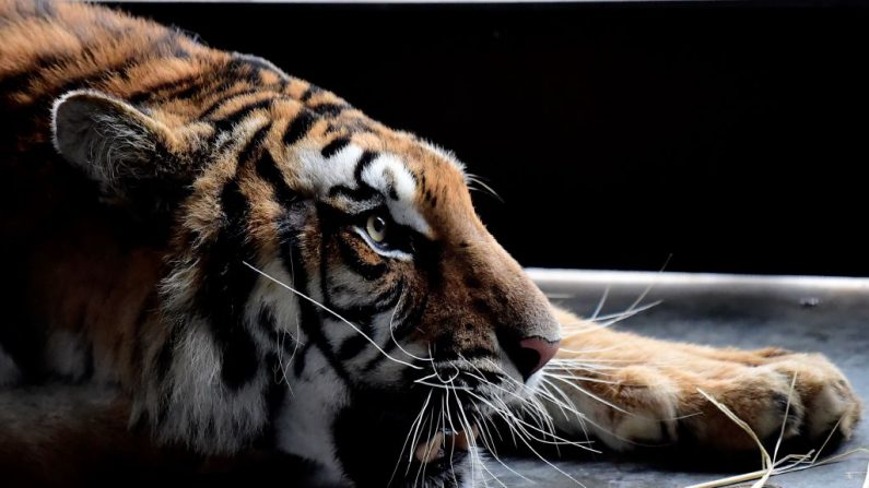 COVID-19 se extiende en Zoo del Bronx y ya hay 5 tigres y 3 leones afectados. (Imagen ilustrativa JOSE JORDAN/STR/AFP via Getty Images)