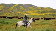 Agricultores y ganaderos resistentes en California responden a la creciente demanda