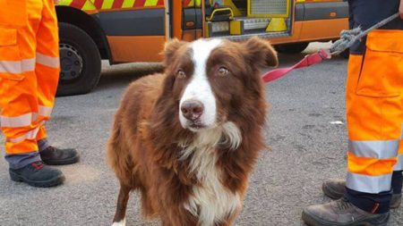 Recordando al perro fiel y guardián que persiguió al camión que llevaba su rebaño al matadero