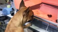Perrita mira ansiosamente a sus cachorros prematuros en incubadora y el video se vuelve viral