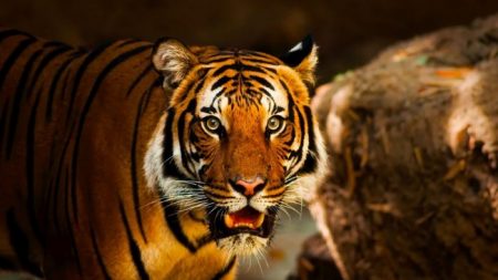 Tigre del Zoológico del Bronx da positivo al virus del PCCh, anuncian funcionarios