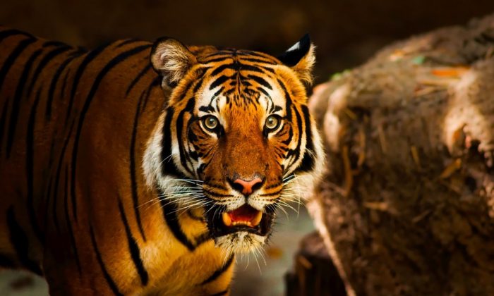 Tigre, imagen de archivo. (Pixabay)