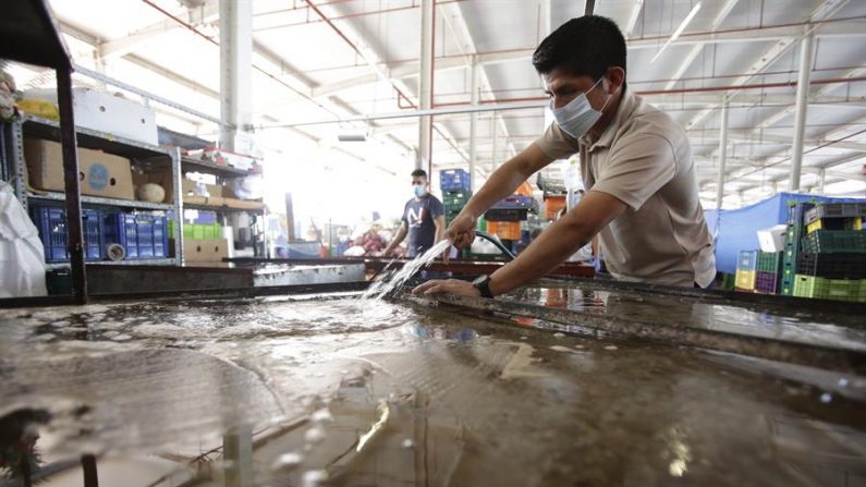 Panamá se encuentra bajo cuarentena indefinida desde el pasado 25 de marzo, aunque dos semanas antes de esa fecha ya se habían cerrado las escuelas, los comercios e industrias no esenciales, y prohibido las aglomeraciones. EFE/Carlos Lemos/Archivo
