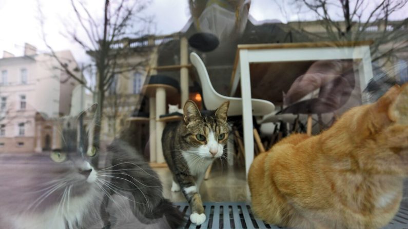 Los gatos son vistos mientras descansan detrás de la ventana de un café para gatos en Lituania en una fotografía de archivo. (Petras Malukas/AFP vía Getty Images)