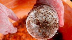 Científico convive con hormigas que estudia durante confinamiento en Panamá