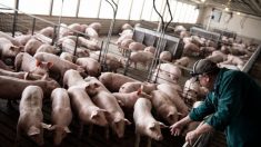 Granjeros en EE.UU. sacrifican millones de cerdos mientras las plantas de carne siguen sin funcionar