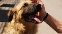 Refugio de animales celebra que las perreras se vacían por la adopción masiva a causa de la pandemia