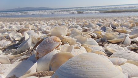 Playas de Carolina del Norte se convierten en un paraíso de conchas marinas durante la pandemia