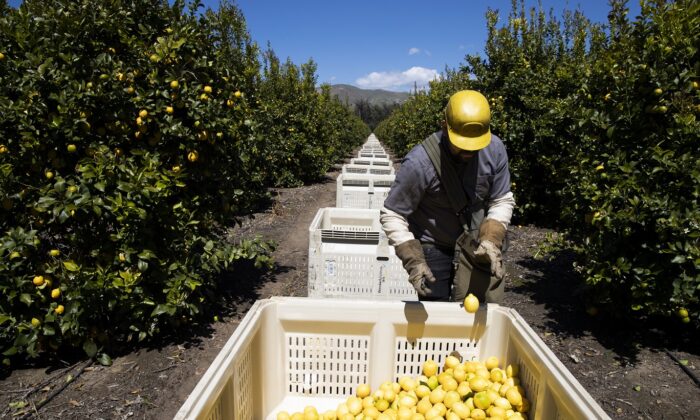 Un jornalero recoge limones dentro de los huertos de Samag Services, Inc, en Mesa, California, el 27 de marzo de 2020. (Brent Stirton/Getty Images)