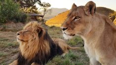 2 leones rescatados de la desdicha del cautiverio se enamoran perdidamente en santuario de Sudáfrica