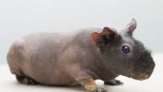 Los adorables «cerdos flacos» son roedores de laboratorio que parecen hipopótamos miniatura