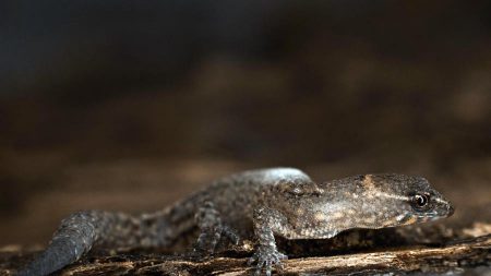 Registran presencia del lagarto más pequeño del mundo en un parque colombiano