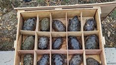 México incauta más de 15,000 tortugas que serían enviadas ilegalmente a China