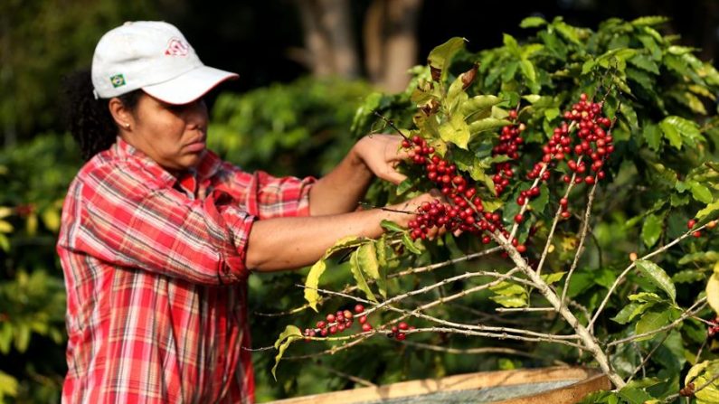 El precio del café en la Bolsa de valores de Nueva York avanzó en promedio mensual de los 91,6 centavos de dólar por libra en abril de 2019 a los 1,13 dólares del mismo mes de 2020. EFE/Fernando Bizerra Jr/Archivo
