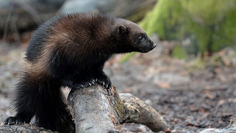 Un glotón es fotografiado durante su primera aparición pública en el Parque de Animales de Sainte-Croix en Rodas, al este de Francia, el 28 de enero de 2016. (Frederick Florin/AFP/Getty Images)