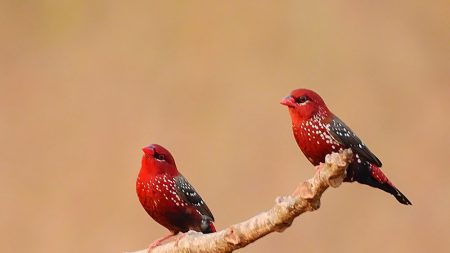 Pinzón fresa: El diminuto pájaro encanta a los amantes de la naturaleza con su intenso plumaje rojo