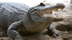 Un caimán de 2.7 metros ataca a un joven de 14 años en un lago de Florida