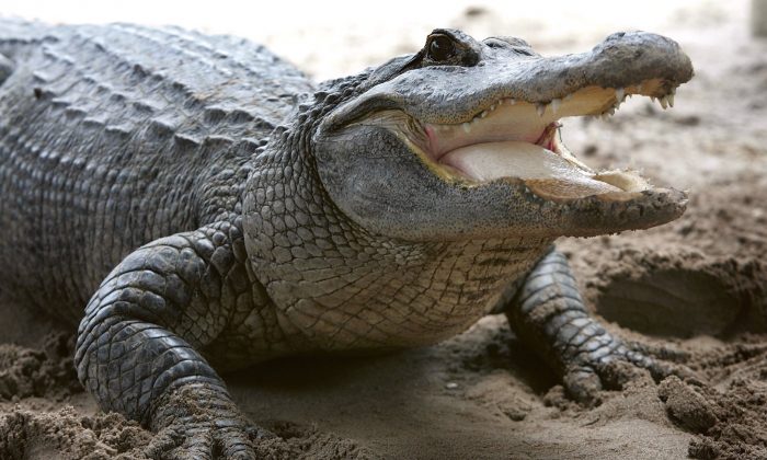 Un caimán es visto en el Gator Park en los Everglades de Florida el 17 de mayo de 2006. (Joe Raedle/Getty Images)