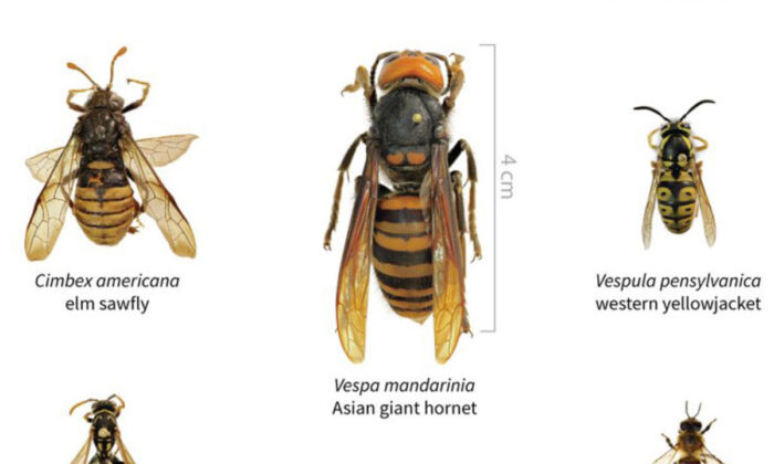 Una comparación del tamaño del avispón gigante asiático y varios otros insectos. (Cortesía del Departamento de Agricultura del Estado de Washington)