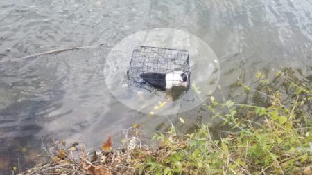 Rescata un cachorro que fue arrojado a un lago de agua helada en una jaula y le da un nuevo hogar