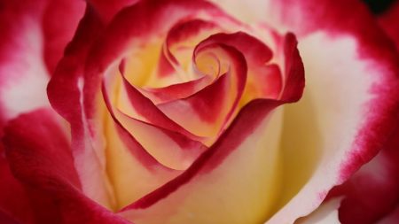 La extraña rosa Osiria de doble color «no es una farsa», pero es típicamente difícil de cultivar