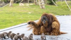 Orangutanes hacen una adorable amistad con un grupo de nutrias como parte del programa de un zoológico