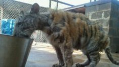 Tigresa de circo desnutrida y miserable, ahora prospera con su nueva pareja después de ser rescatada