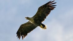 El ave rapaz más grande del Reino Unido regresa a cielos ingleses por primera vez en más de 200 años