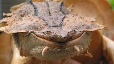 Científicos descubren nuevas especies de tortugas Matamata de aspecto extraño parecido a una roca