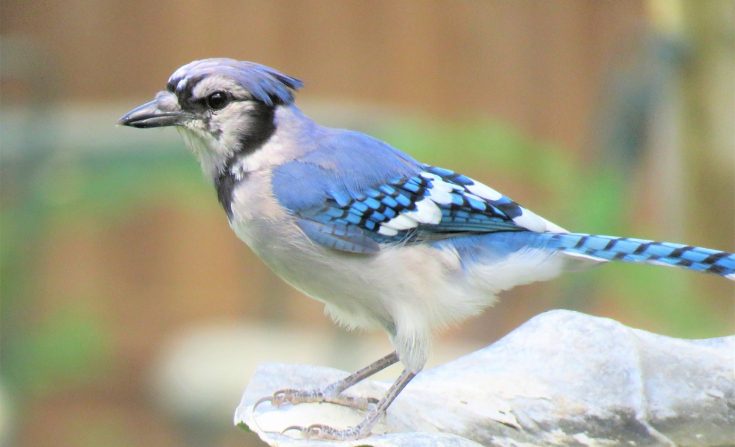 La observación de aves en el patio trasero es un pasatiempo maravilloso para embarcarse en cualquier momento. (GeorgeB2/ Pixabay)