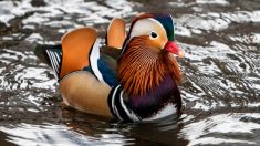 “El pato más hermoso del mundo”: el pato mandarín avistado nuevamente en el lago del oeste de Canadá