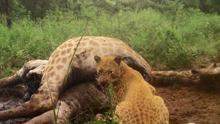 Investigador toma fotografía de un leopardo “fresa” extremadamente raro en Sudáfrica