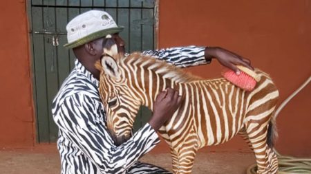 Rescatadores de vida silvestre usan un traje a rayas para convertirse en «madre» de una cebra huérfana