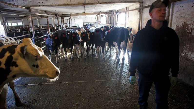 El agricultor de próxima generación Rick Roden ordeña vacas temprano en la mañana en la granja Rob-N-Cin el 29 de septiembre de 2010 en West Bend, Wisconsin. (Darren Hauck/Getty Images)