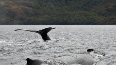 Ballenas jorobadas en riesgo de muerte por choques con buques en el sur de Chile