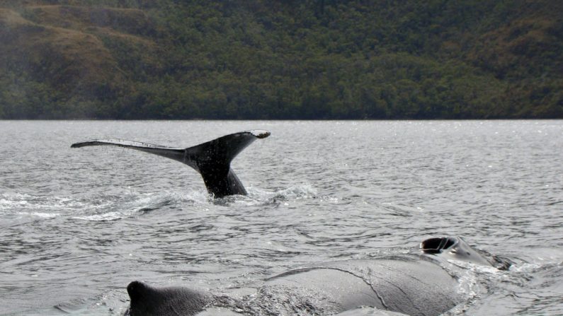Las ballenas jorobadas se sumergen en las aguas del fiordo Seno Ballena en la isla Santa Inés en Punta Arenas, región de Magallanes, al sur de Chile el 07 de febrero de 2011. (MARCO PINTO/AFP a través de Getty Images)
