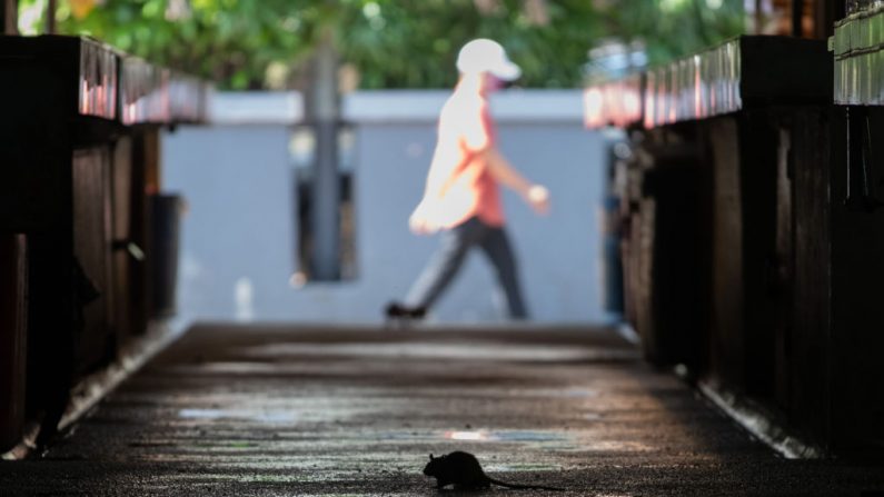 Una rata en la calle. Imagen de archivo. (MOHD RASFAN/AFP vía Getty Images)