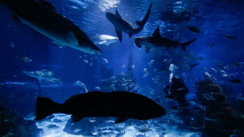 Un buceador en medio de los tiburones en un acuario cerrado por la pandemia en Barcelona el 17 de abril de 2020. (PAU BARRENA/AFP vía Getty Images)