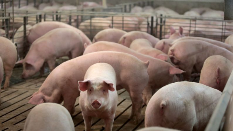 Los cerdos en una fotografía de archivo. (Scott Olson/Getty Images)